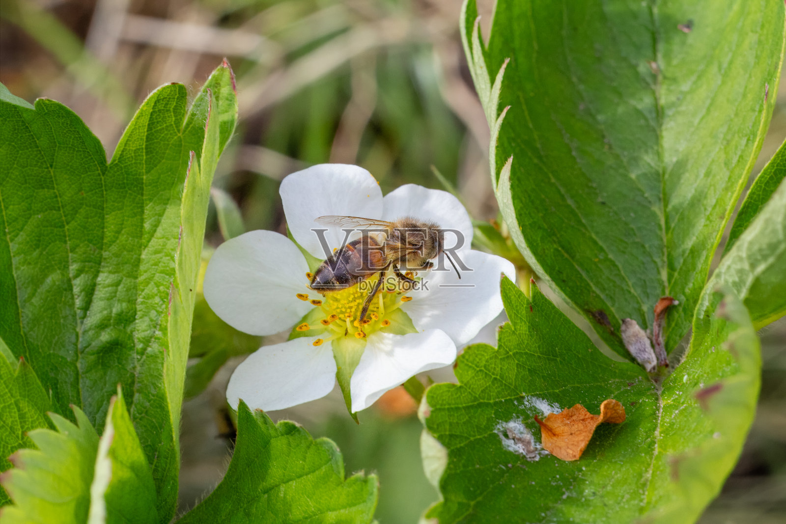 蜜蜂从一朵盛开的白色草莓花上采集花粉。照片摄影图片