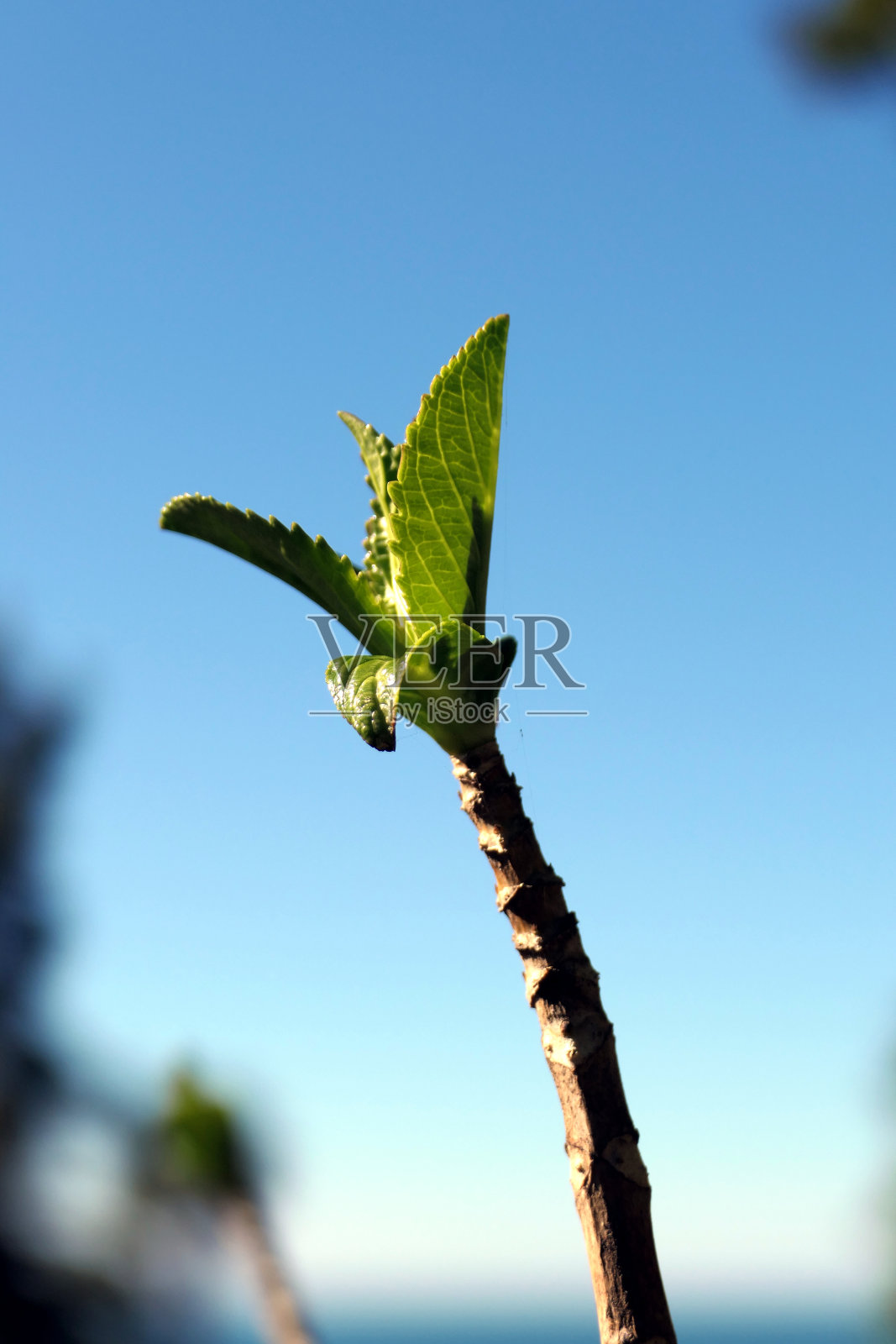 在蓝天的背景下,树枝上的嫩绿的叶子照片摄影图片