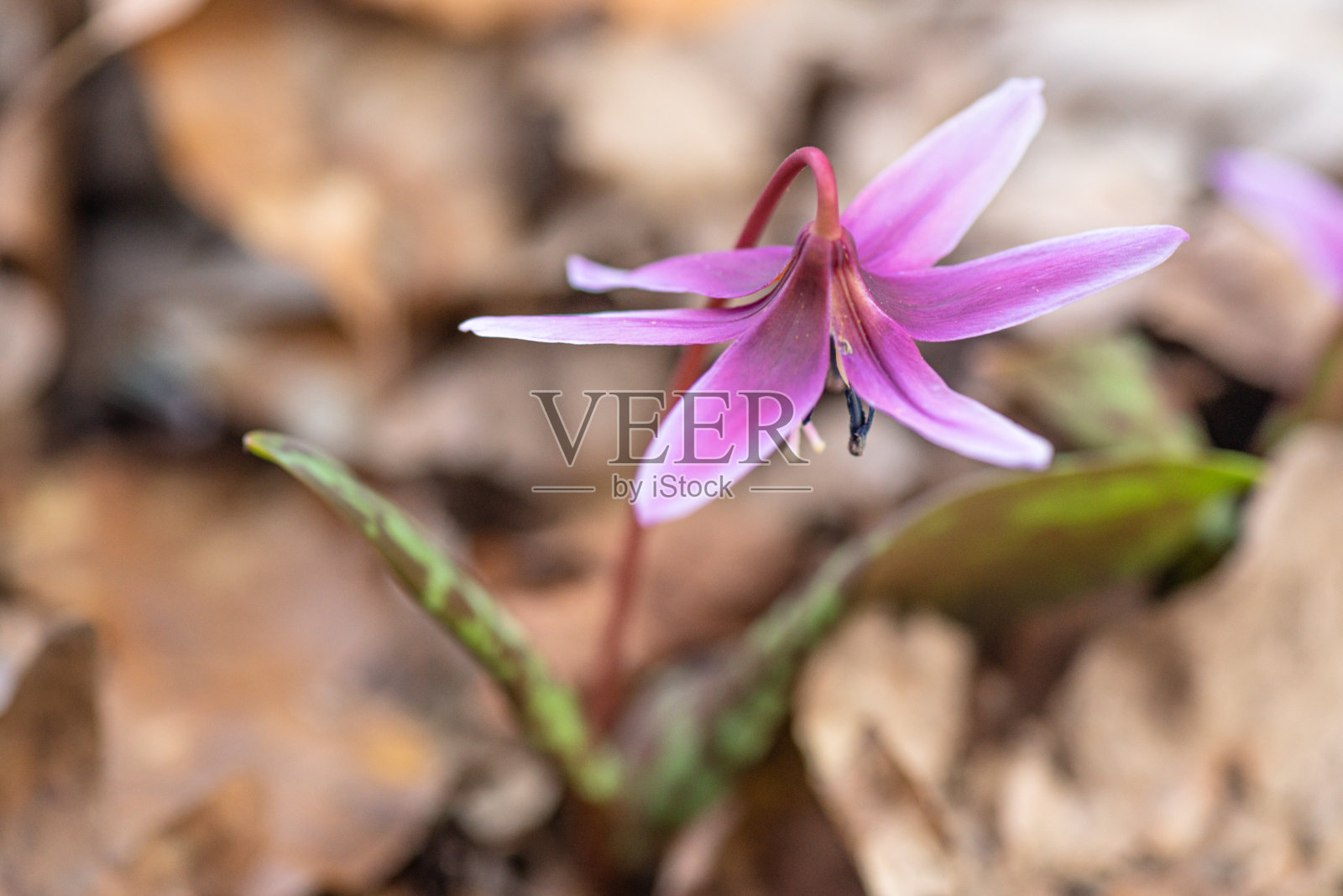 春天开花的罕见赤藓属植物照片摄影图片