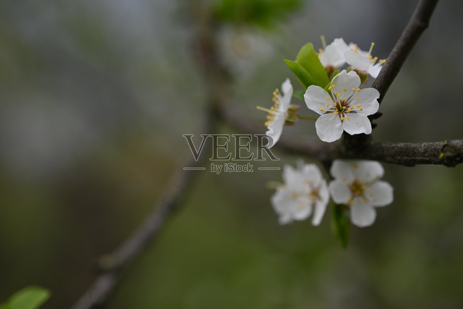 白色的樱花为背景近景,春天的梅花以叶子为背景,春天的树枝为背景照片摄影图片