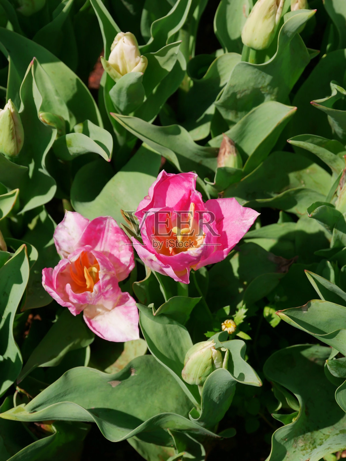 美丽的自然粉红色郁金香与绿色的叶子在草坪上照片摄影图片