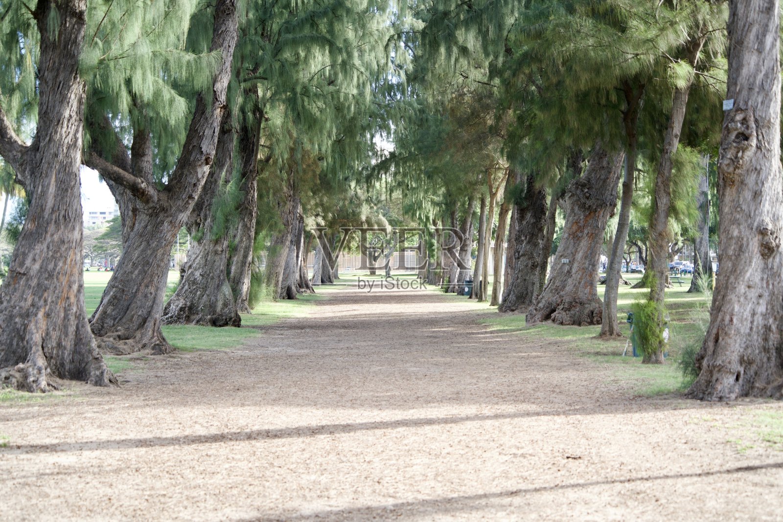 夏威夷卡皮奥拉尼公园里被树木环绕的小路照片摄影图片