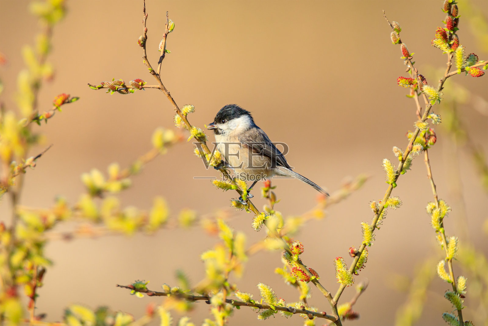 枝条上有柔软柔软的柳树芽照片摄影图片