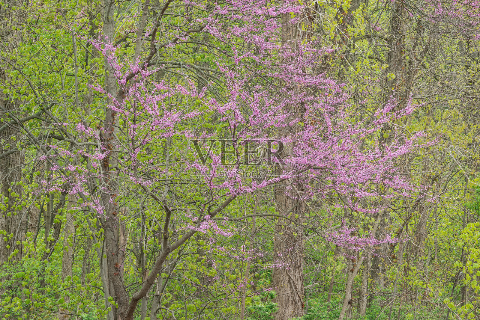 春林,紫荆盛开照片摄影图片