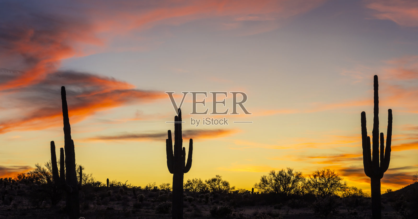 亚利桑那州索诺兰沙漠中一群仙人掌的全景图。照片摄影图片