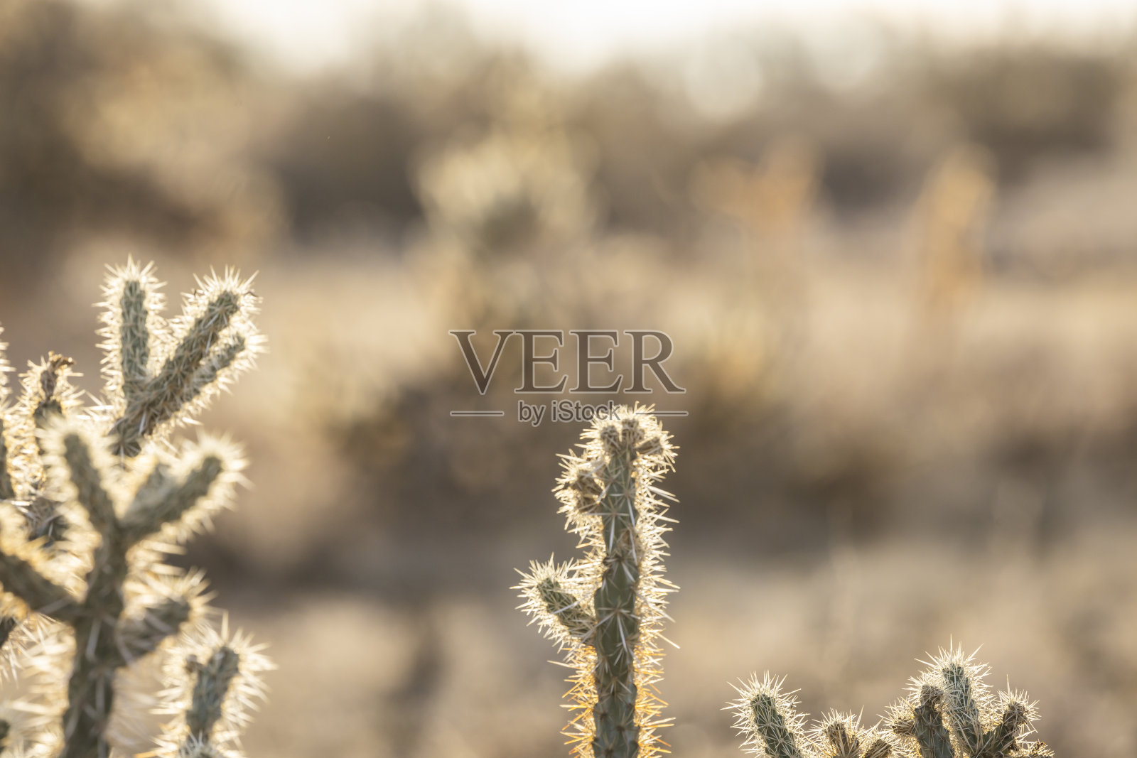 鹿角仙人掌的特写,夜晚温暖柔和的光线在它的刺上发光。照片摄影图片