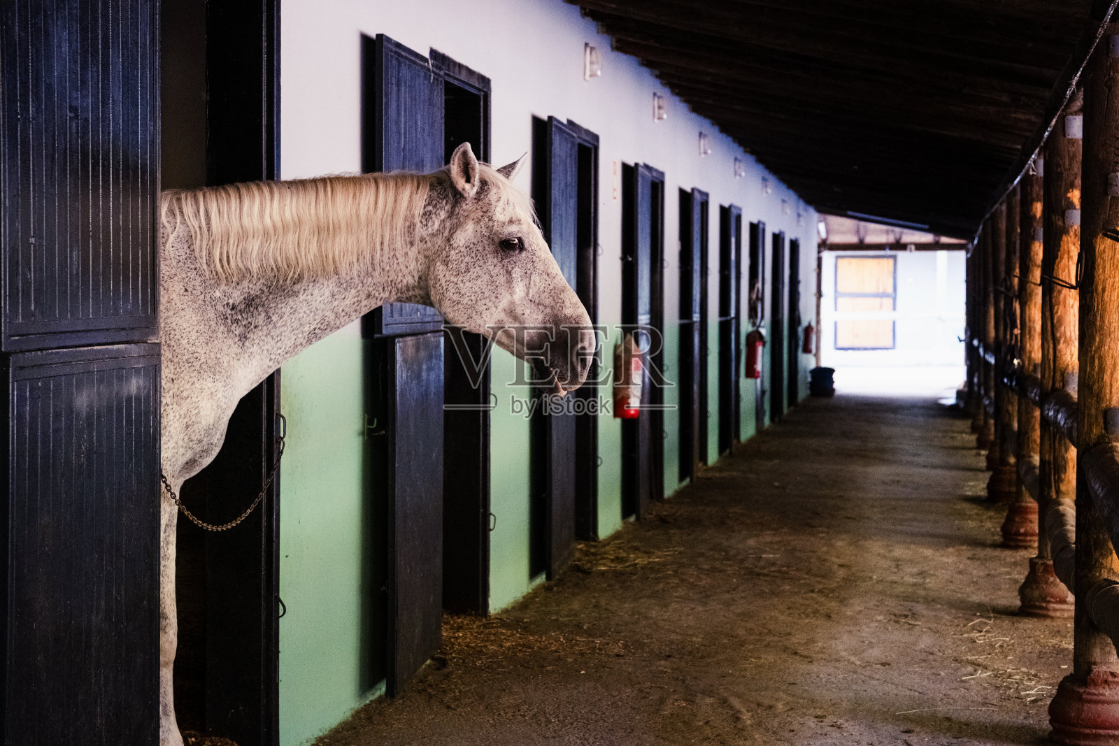 这里有自由的马,人类的奴隶照片摄影图片