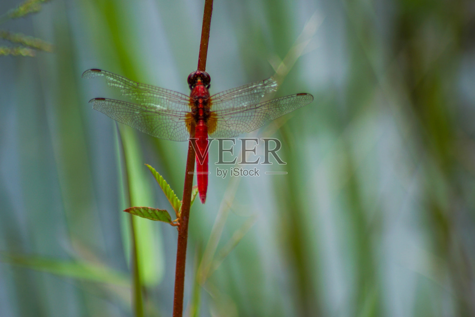 小树枝上的红蜻蜓照片摄影图片