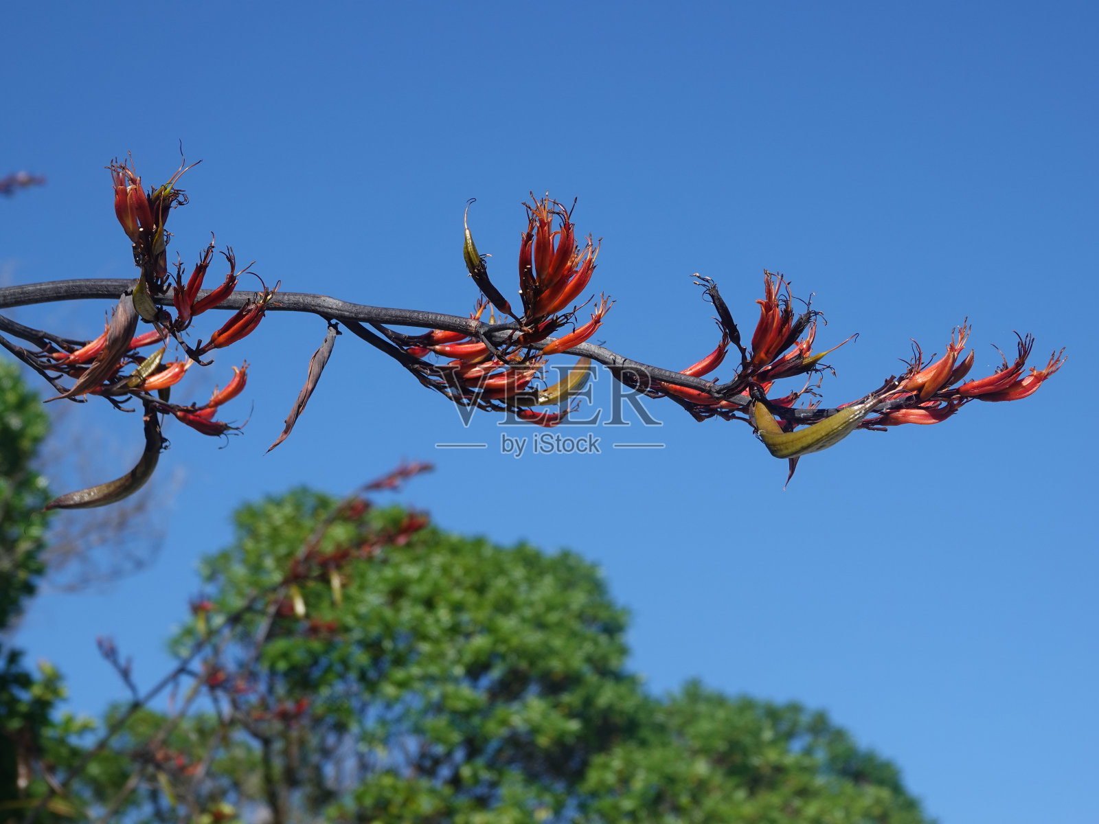红亚麻花照片摄影图片
