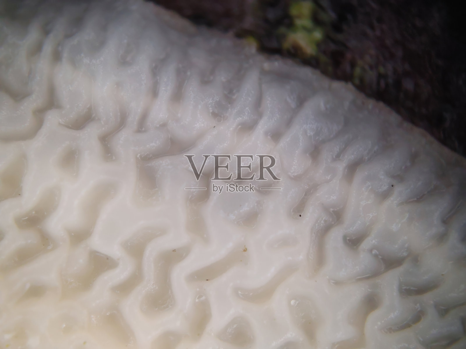 锈皮菇照片摄影图片