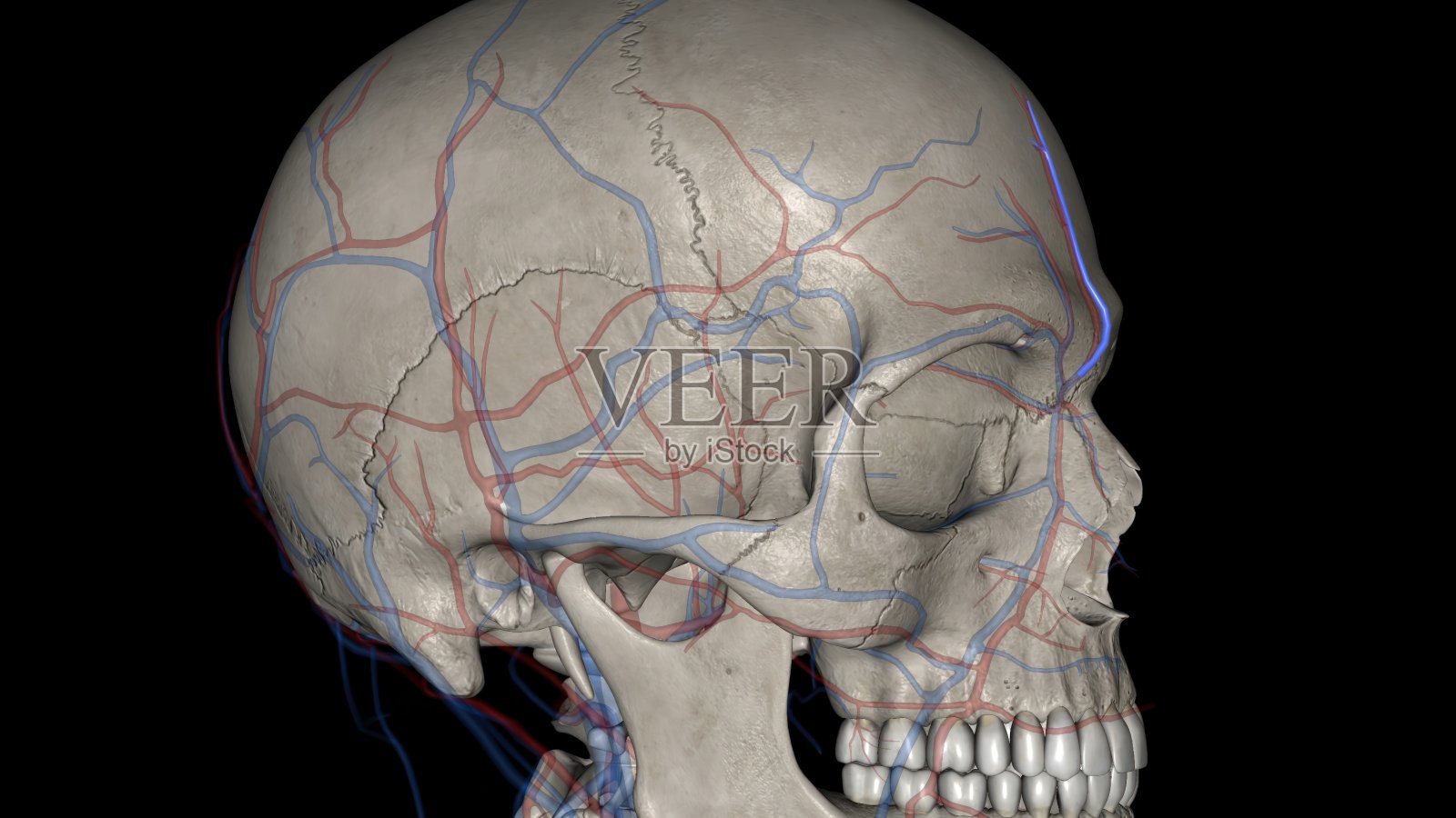 滑车上动脉(或额动脉)是眼动脉的末梢分支之一照片摄影图片