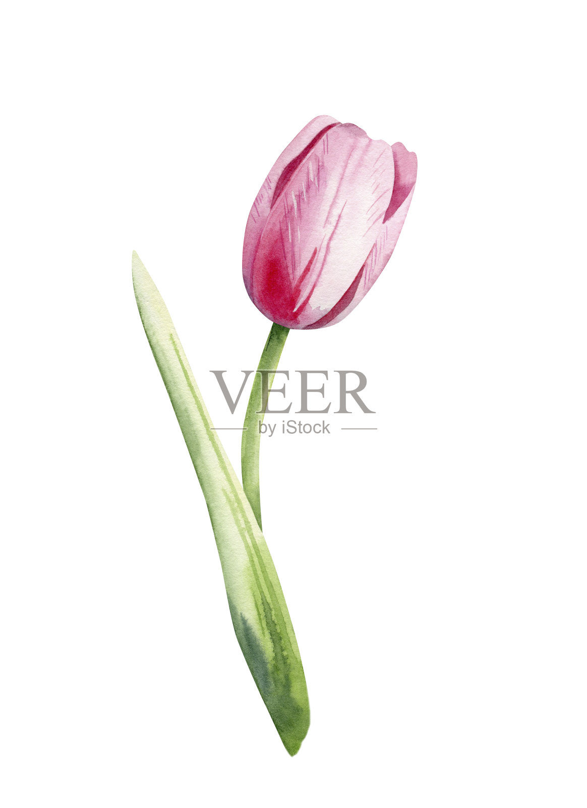 春天的花。白色背景上的粉色郁金香。插画图片素材