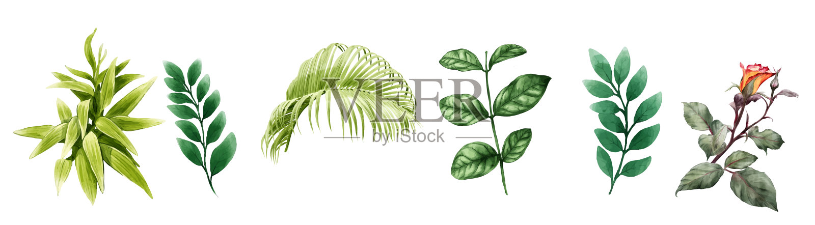 一套简单的水彩绿叶元素。收集植物矢量隔离在白色背景上适合婚礼邀请,保存日期,谢谢你,或贺卡。插画图片素材