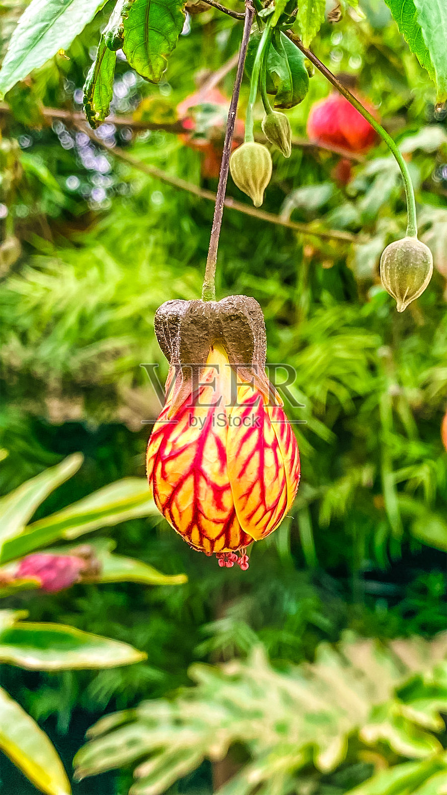 青麻植物照片摄影图片