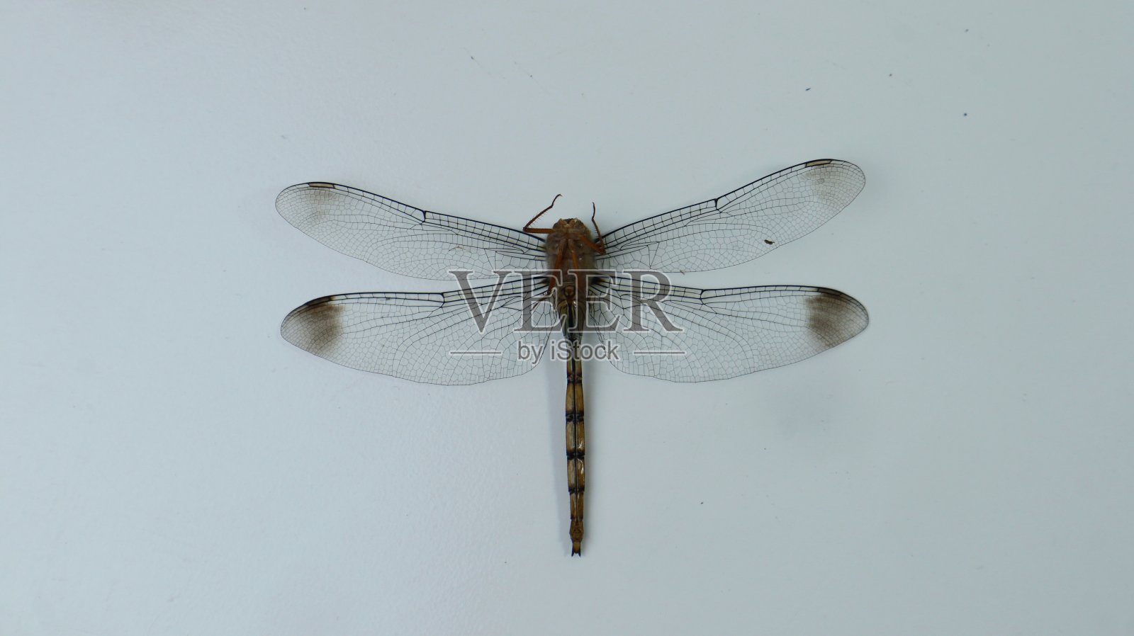 蜻蜓照片摄影图片