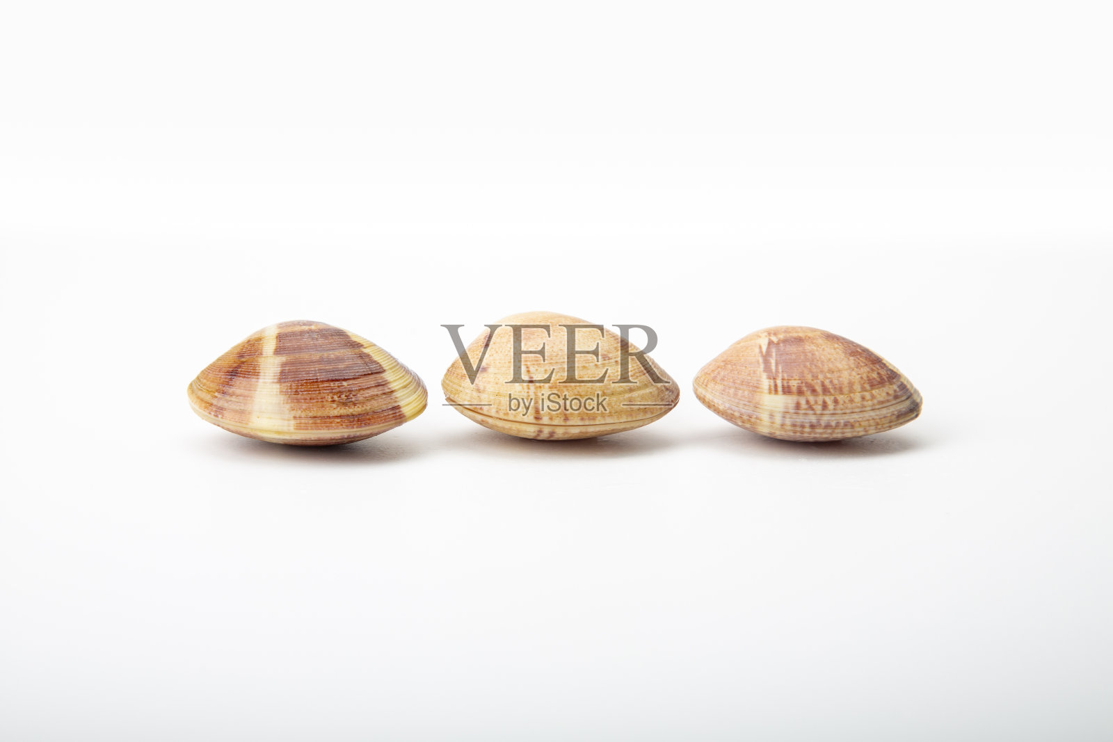 饱满的加利西亚蛤蜊,洁白的画布上照片摄影图片