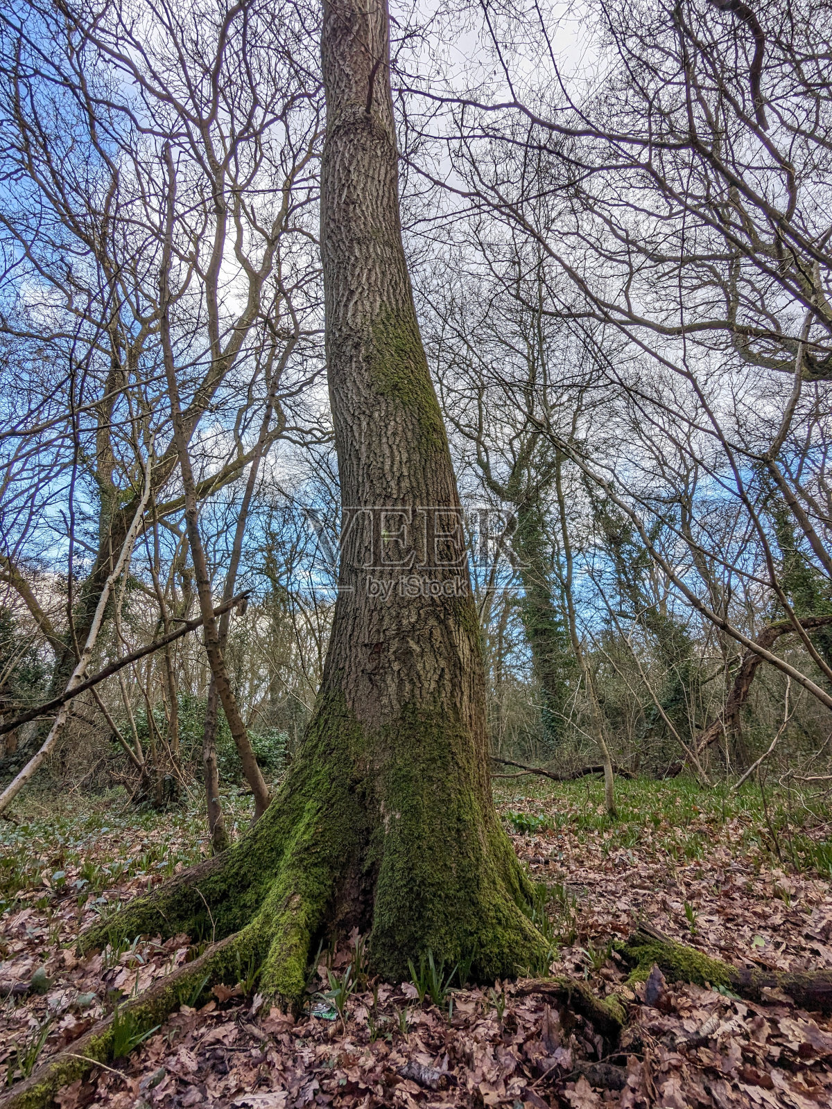 透过树林仰望照片摄影图片