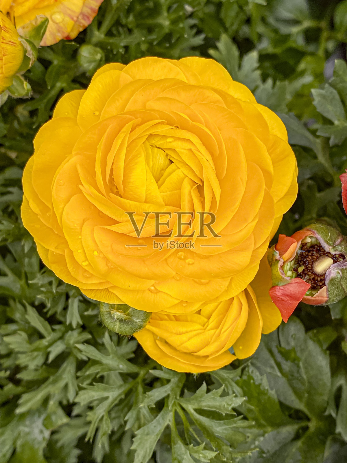 黄色毛茛(波斯毛茛)带有水滴照片摄影图片