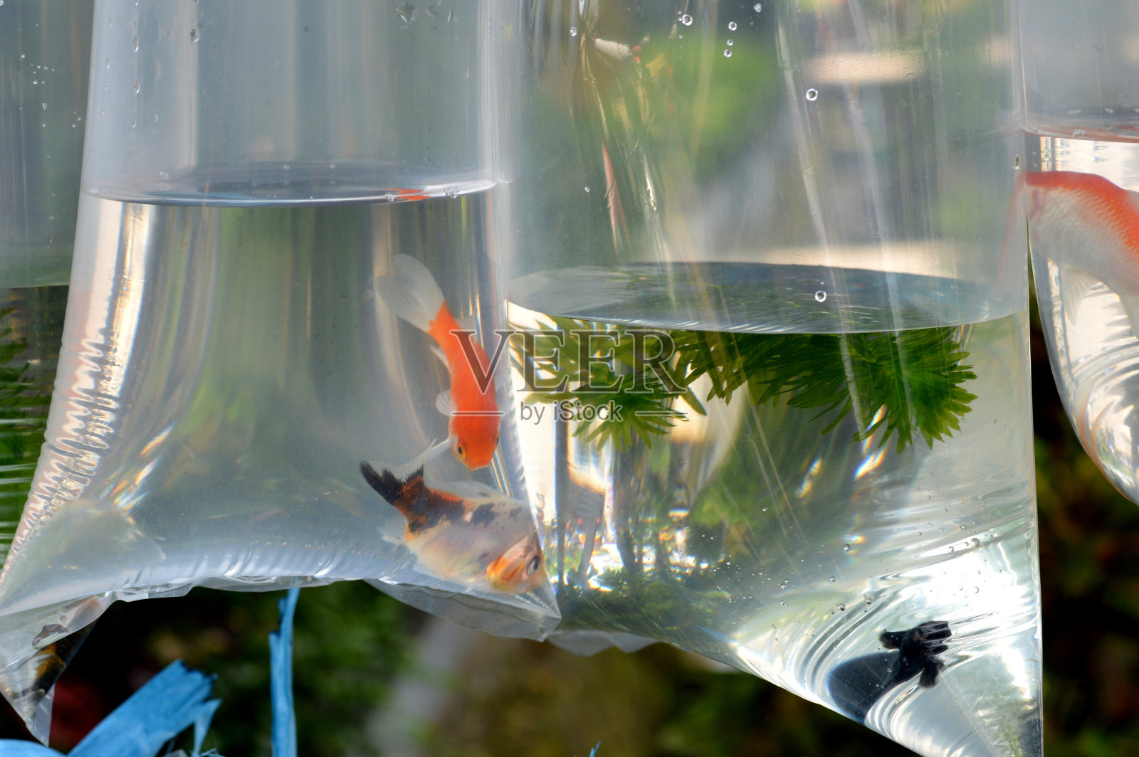 镶嵌的鱼照片摄影图片