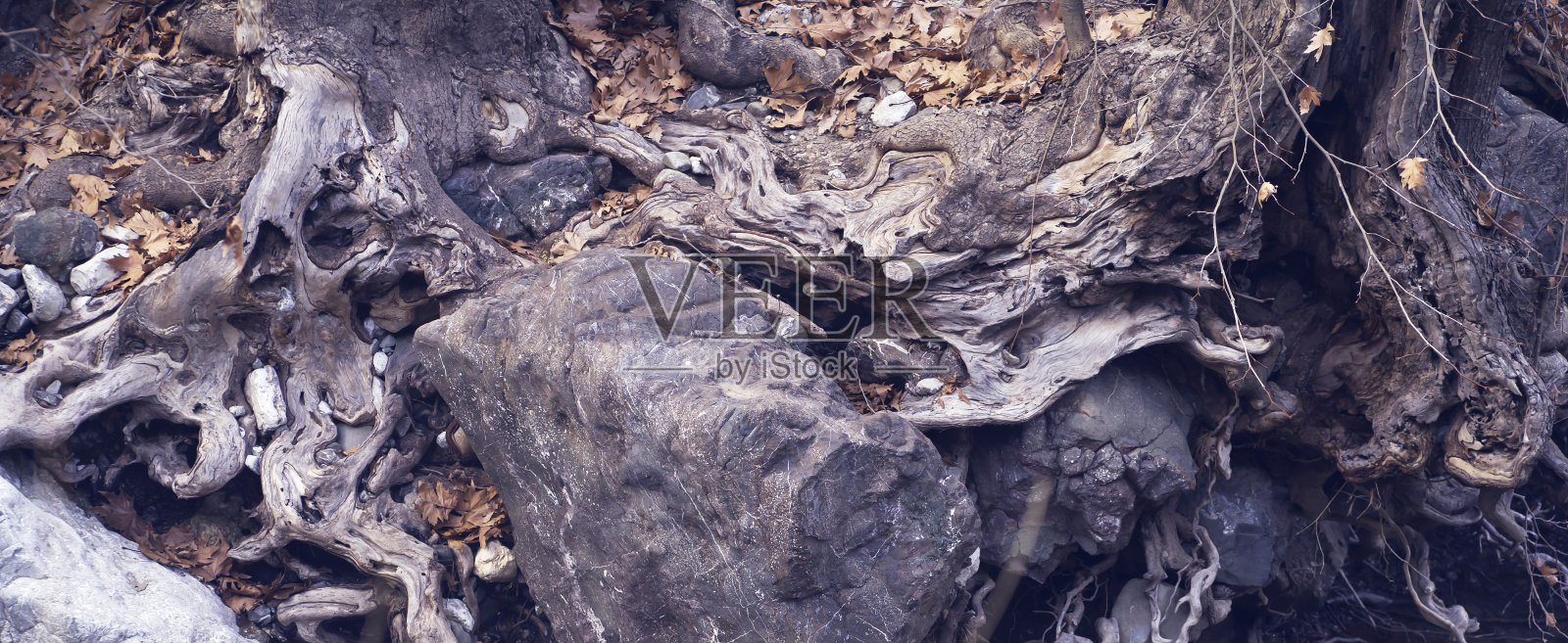 有纹理的岩石,白色和灰色的石头上有橙色的苔藓照片摄影图片