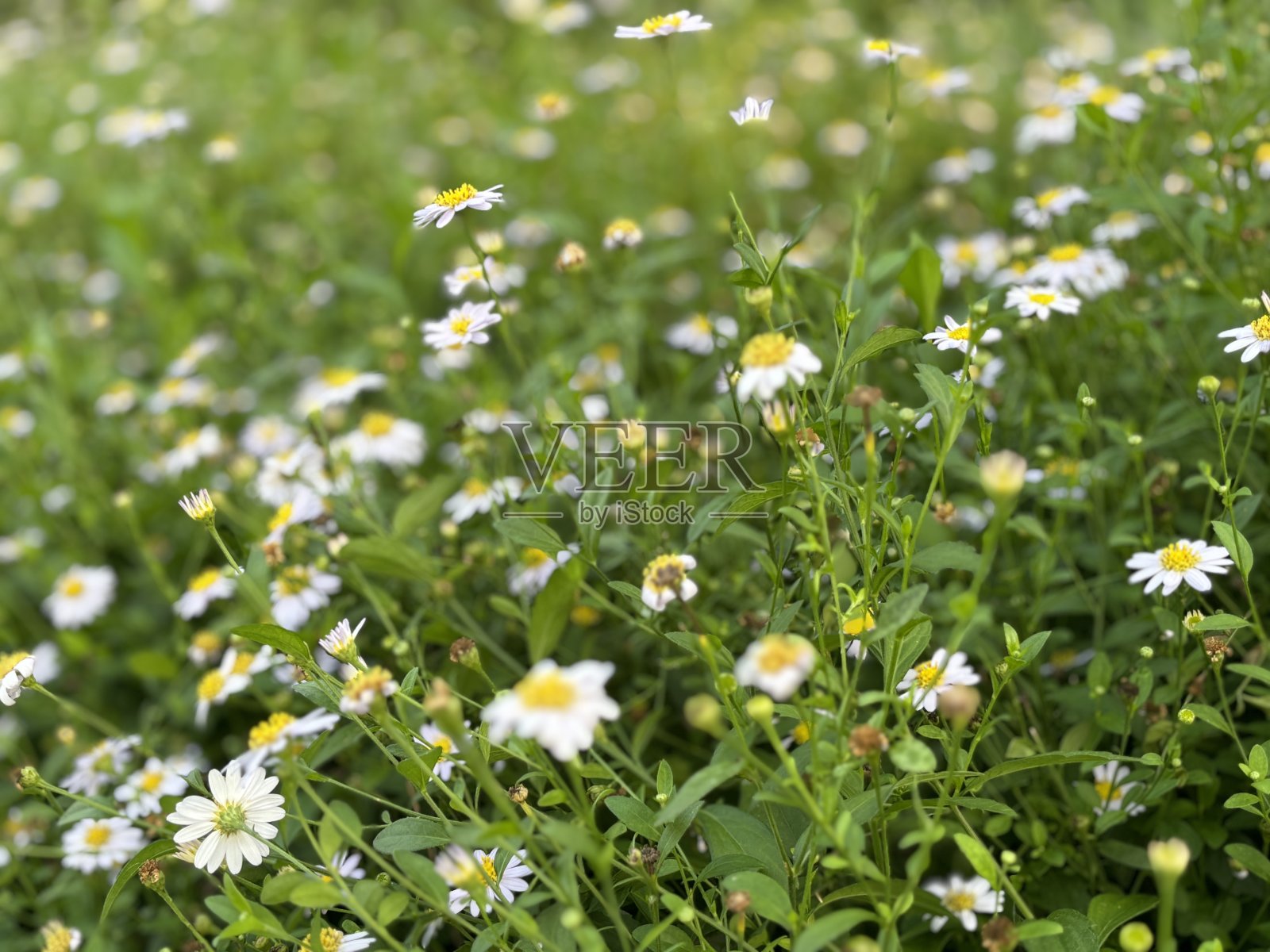 小花花园照片摄影图片