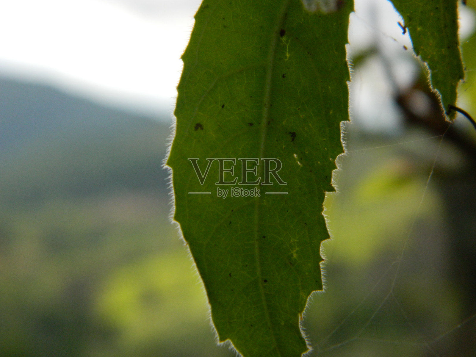 热带植物叶子的特写照片照片摄影图片