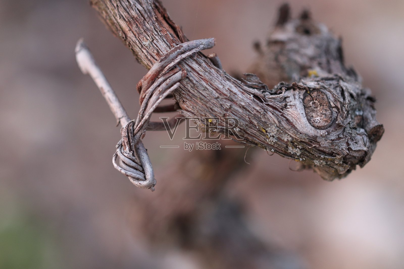 葡萄树植物照片摄影图片