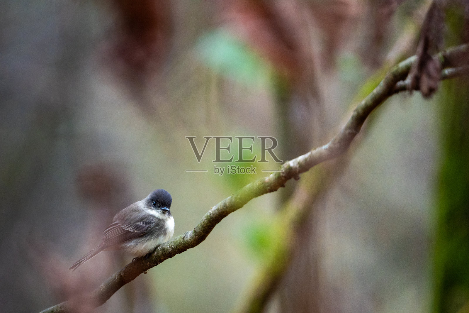 一只鸟栖息在一棵枝繁叶茂的树枝旁的树枝上照片摄影图片