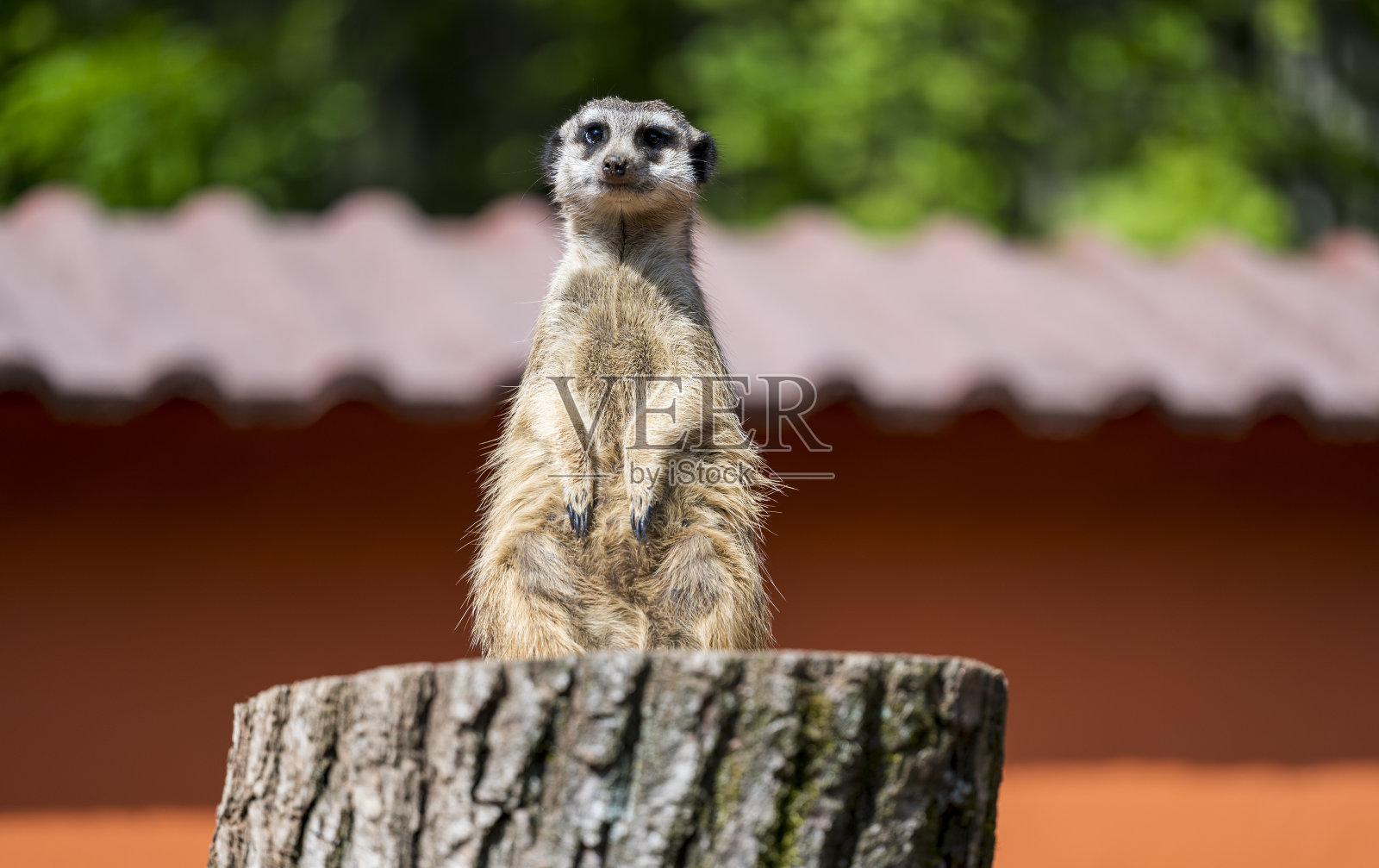 苏里卡塔站在一个木头箱子上看守着照片摄影图片
