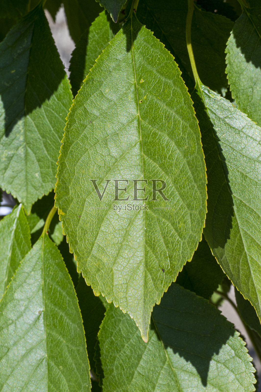 绿色樱桃叶的细节。照片摄影图片