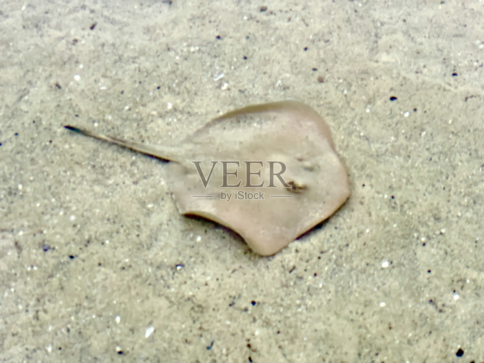 澳大利亚的黄貂鱼照片摄影图片