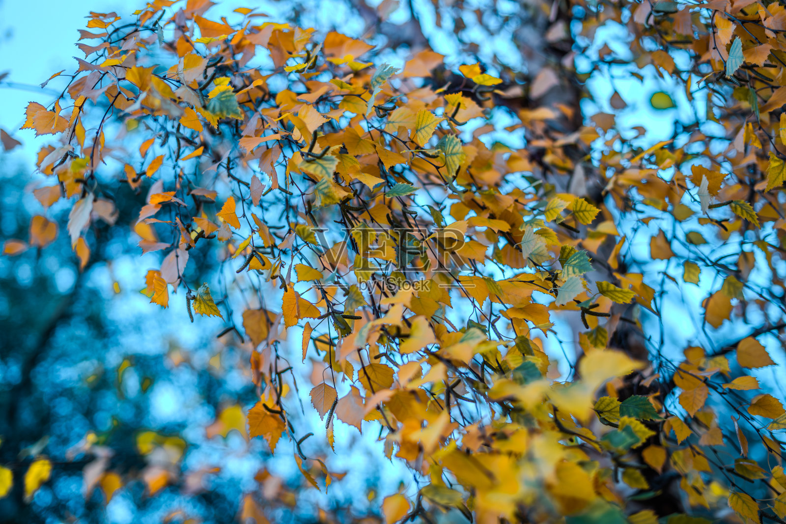 黄秋叶在蓝天的映衬下照片摄影图片