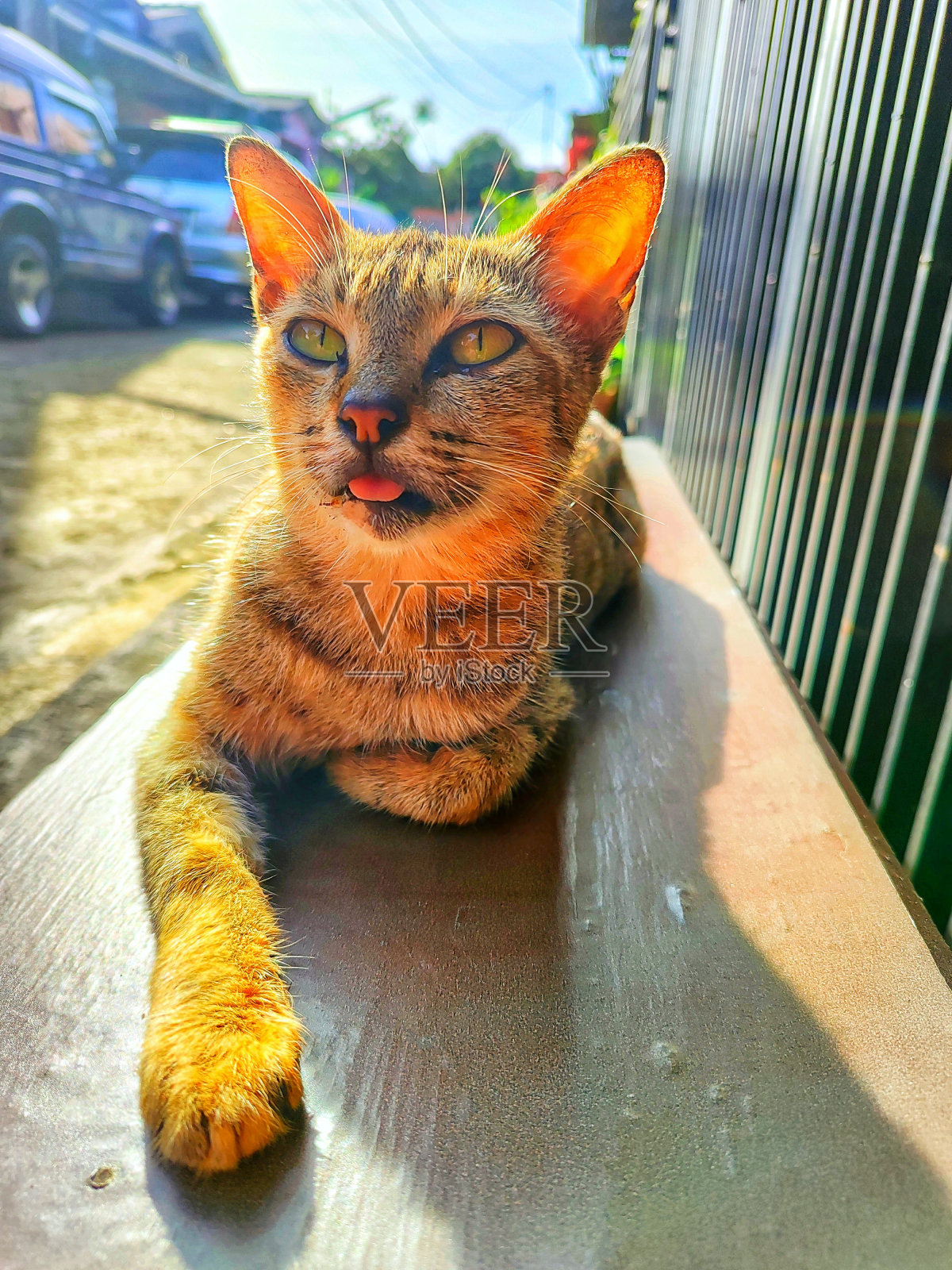 猫喜欢伸出舌头晒太阳照片摄影图片