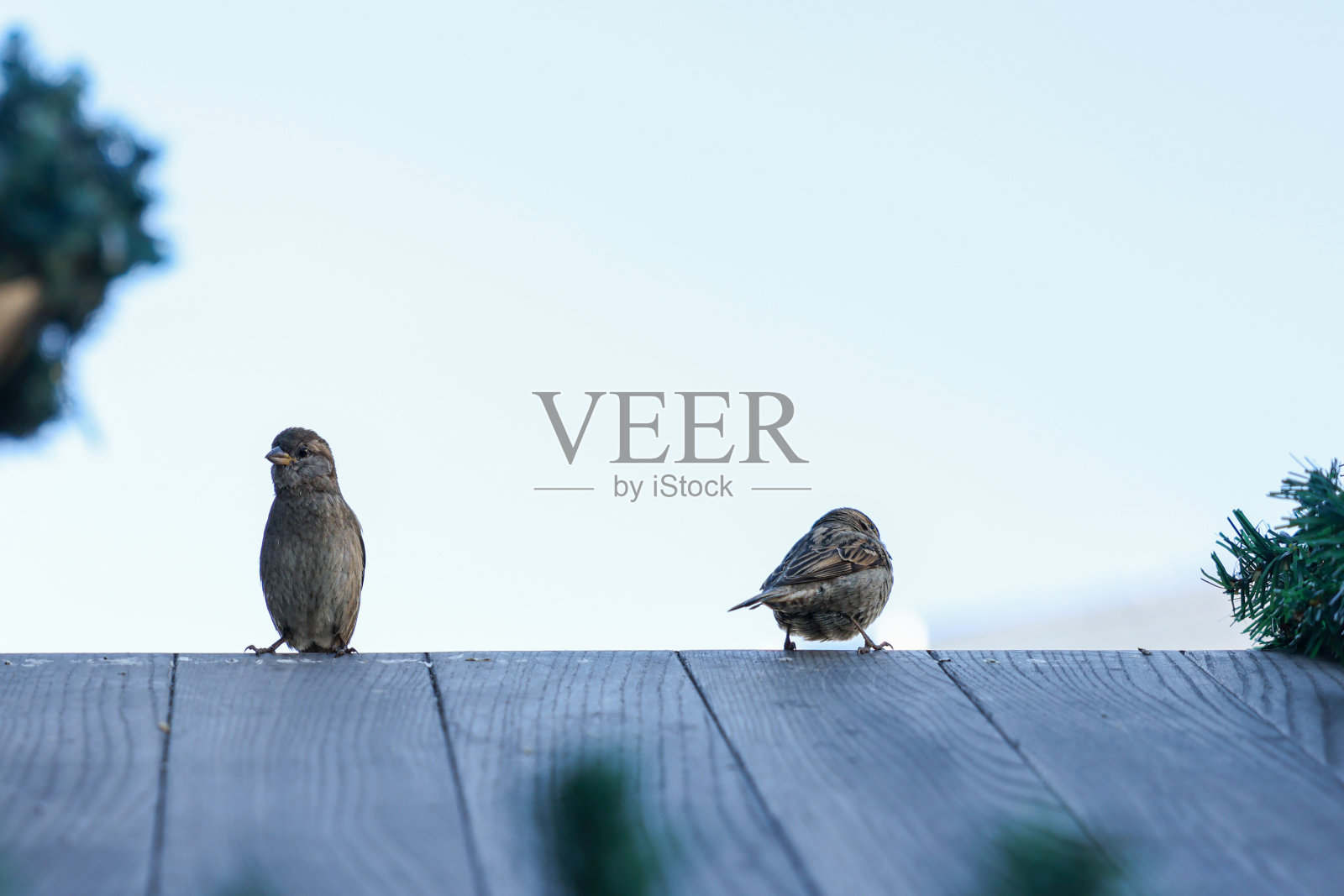 屋顶上的小鸟照片摄影图片