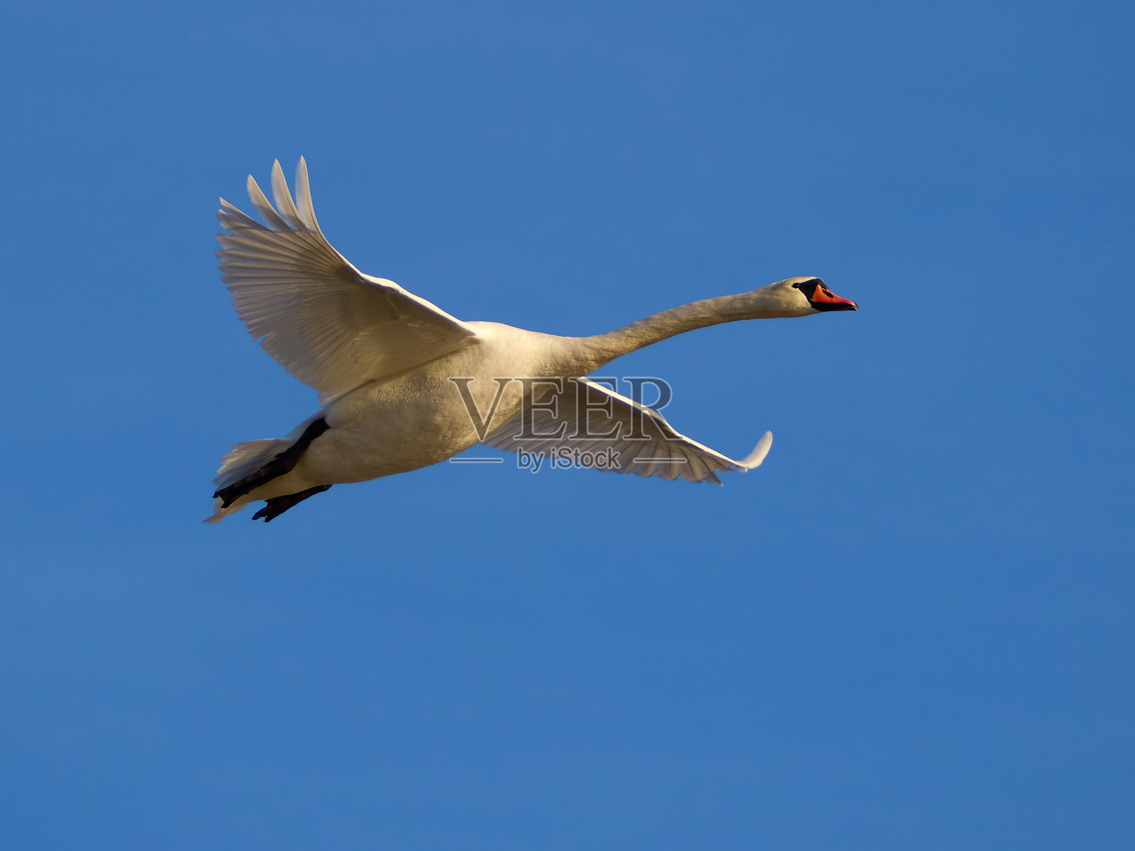 美丽的疣鼻天鹅——天鹅座的颜色在蓝天的衬托下飞翔照片摄影图片