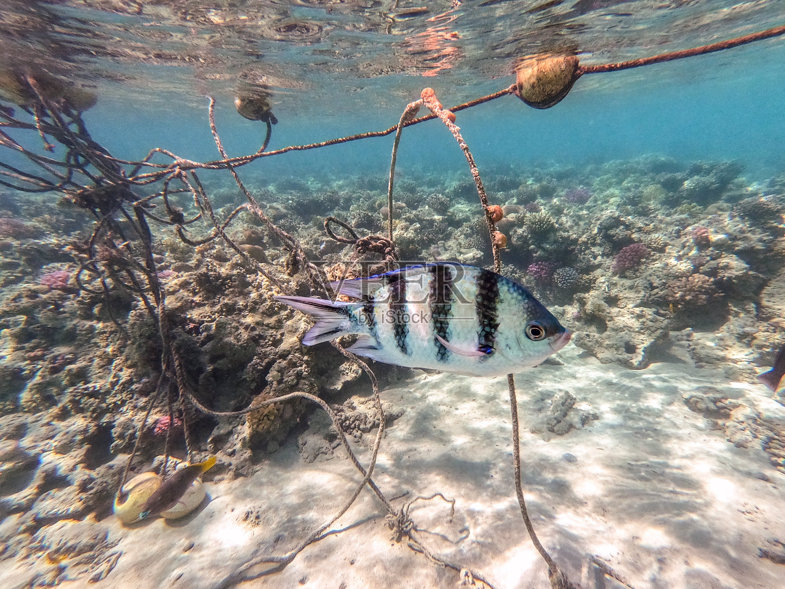 在红海珊瑚礁的剪刀尾军士。照片摄影图片