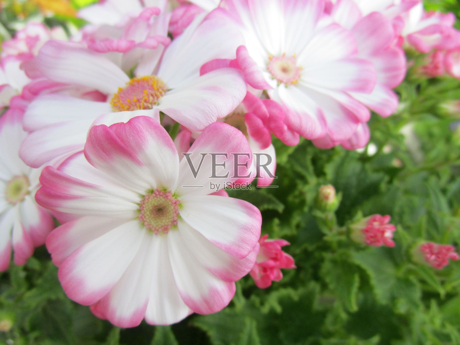 金银花的特写照片摄影图片