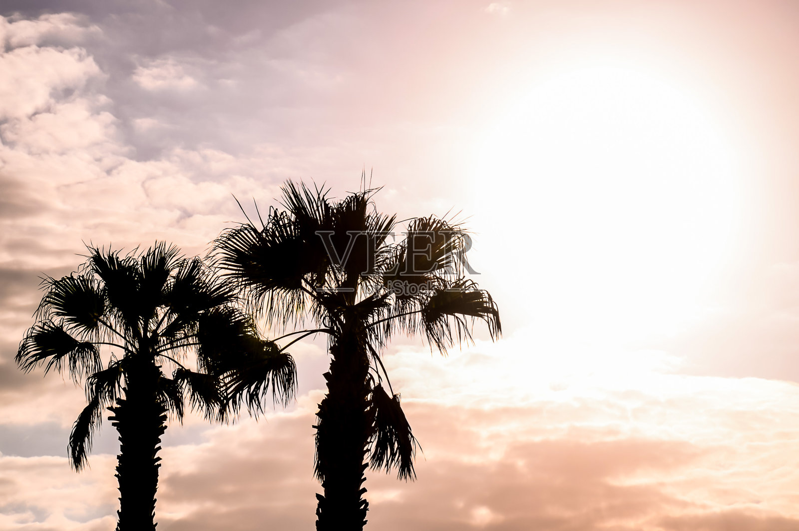 棕榈树剪影照片摄影图片