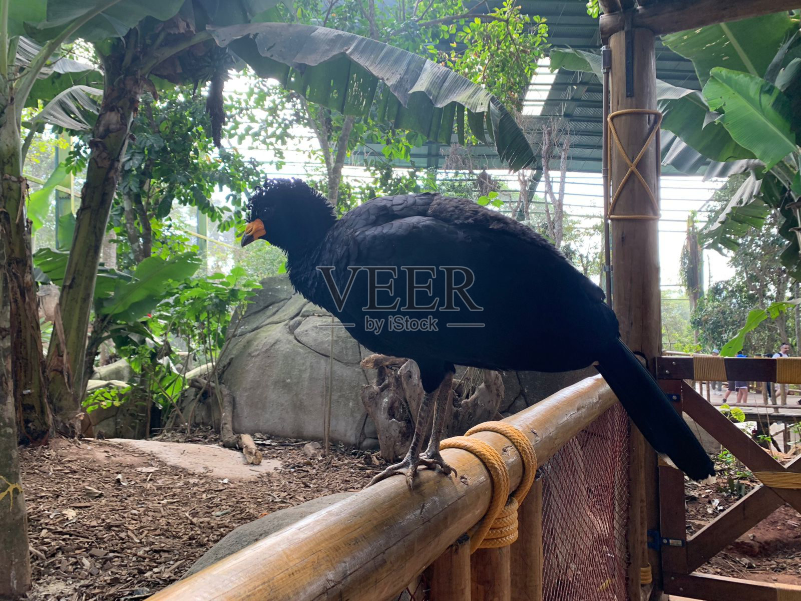 黑剑禽(黑剑禽)照片摄影图片