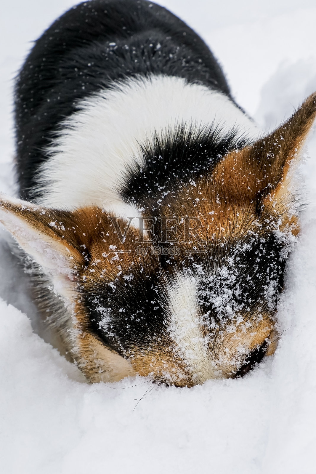 狗。威尔士柯基彭布罗克。一只可爱的纯种狗在雪地里。宠物照片摄影图片