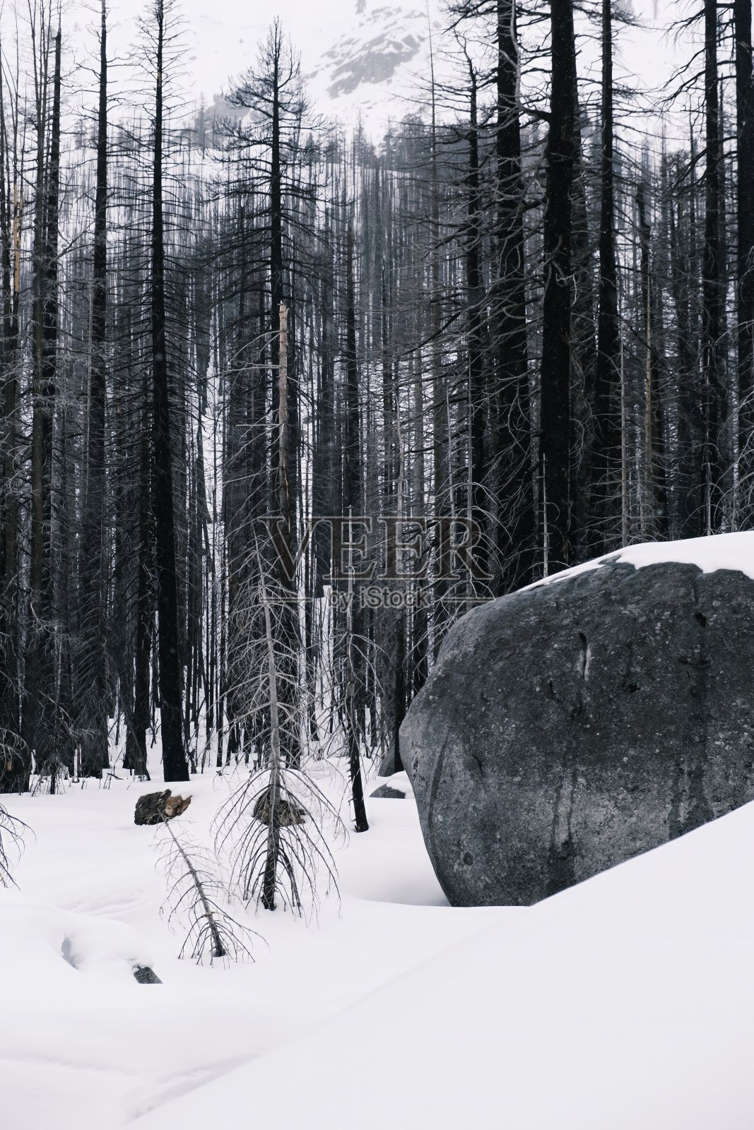 美国加州太浩湖的白雪覆盖的森林照片摄影图片