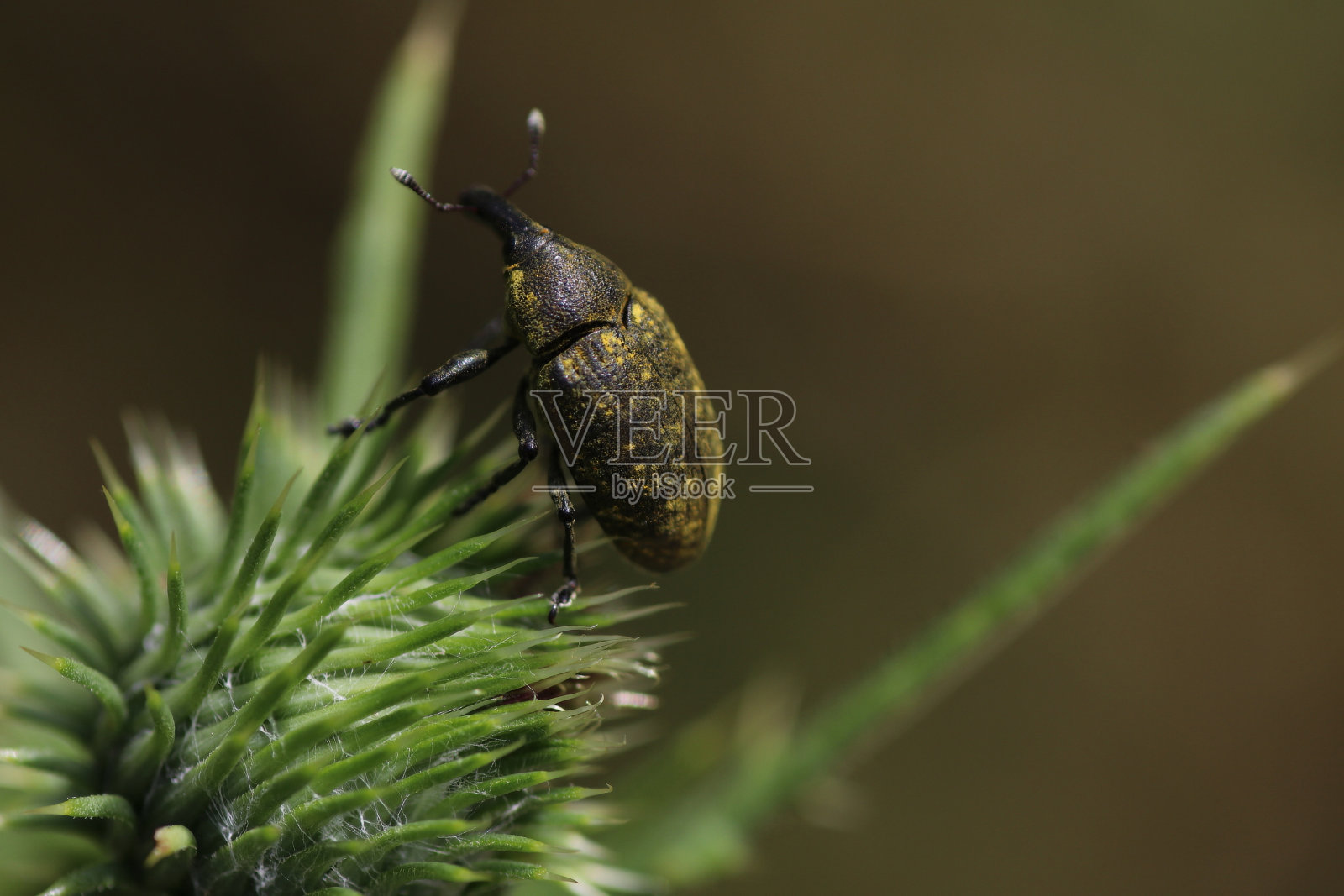 蓟上的松毛虫照片摄影图片