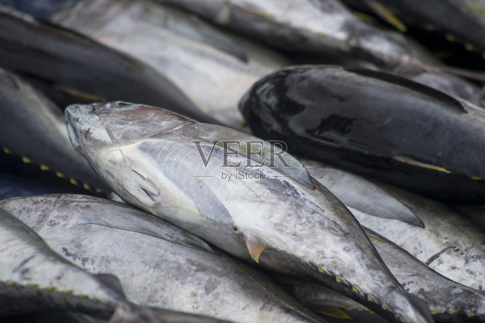 鱼贩摊位上的新鲜海鲜美食照片摄影图片