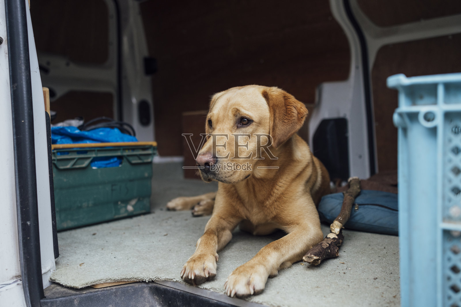 拉布拉多在面包车里旅行照片摄影图片