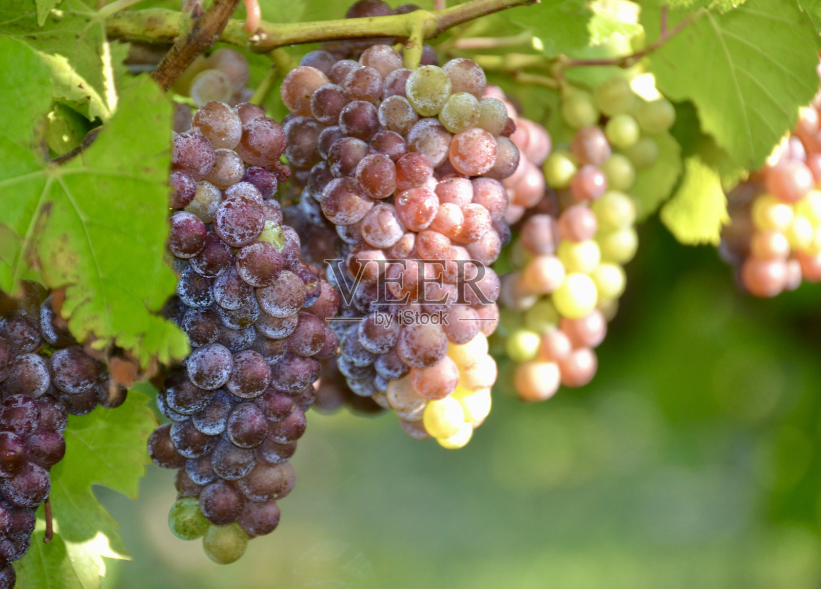 一串成熟的黑比诺葡萄挂在葡萄藤上,在葡萄园里带着露水,准备收割照片摄影图片