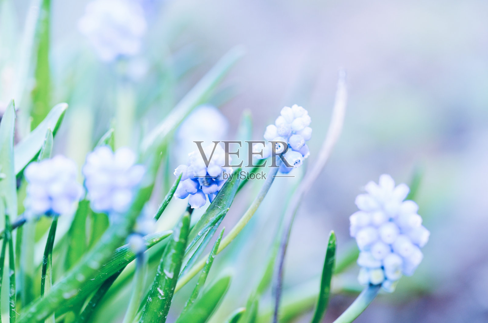 春天花朵的特写照片摄影图片