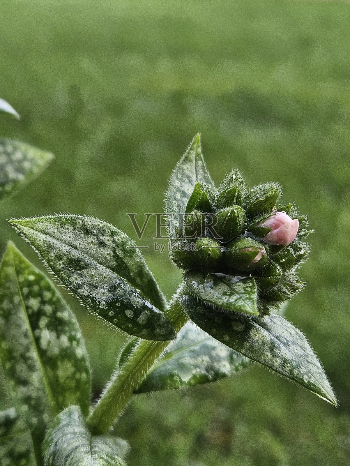 斑点肺草(肺草)植物花芽特写照片摄影图片