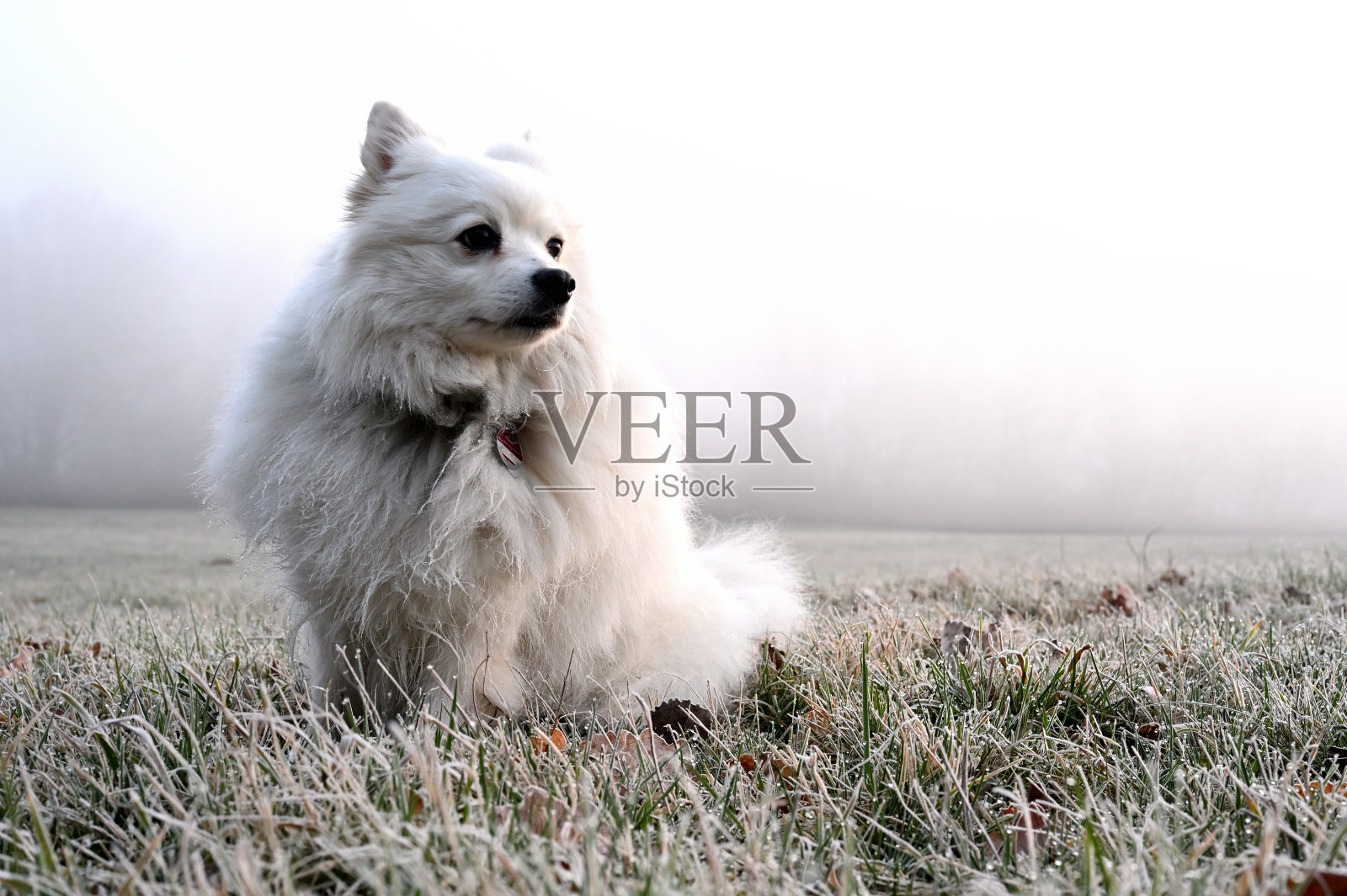 日本斯皮兹享受寒冷的早晨照片摄影图片