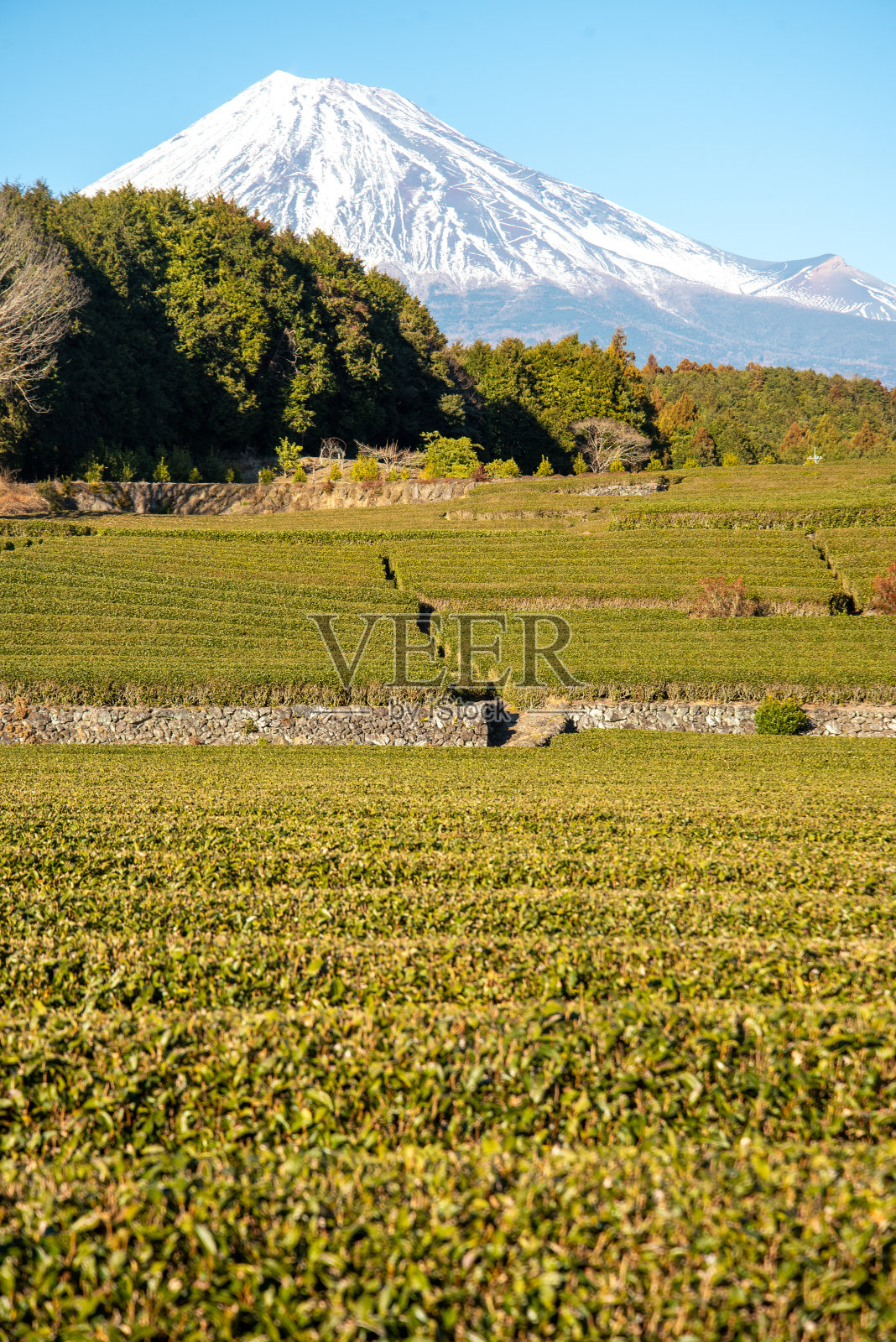 美丽的富士山和茶园景观照片摄影图片
