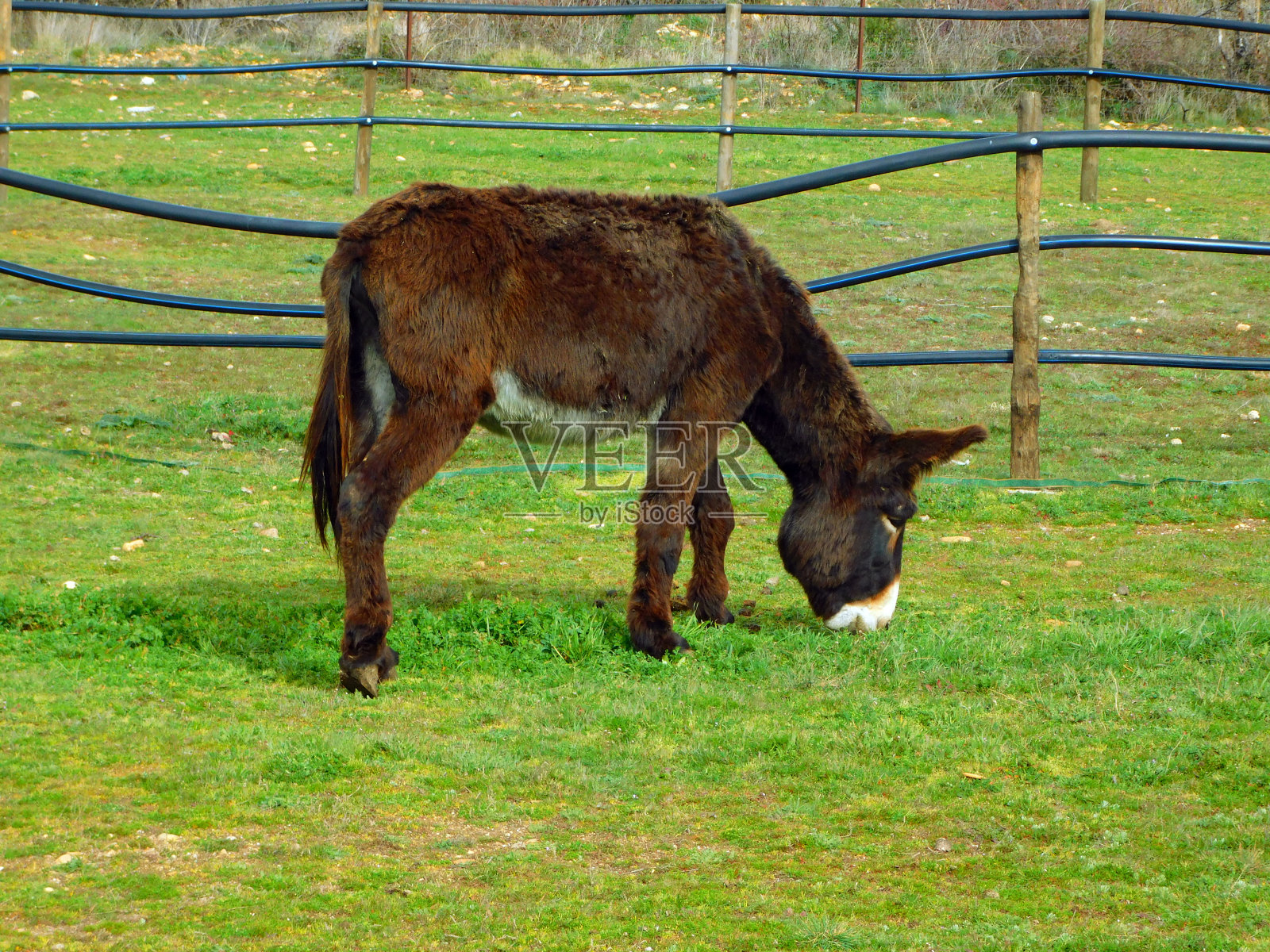 扎莫兰毛驴在乡村风景照片摄影图片